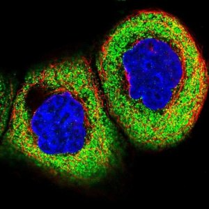 Anti-KCTD21 antibody produced in rabbit 
