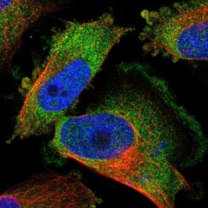 Anti-KCTD3 antibody produced in rabbit 
