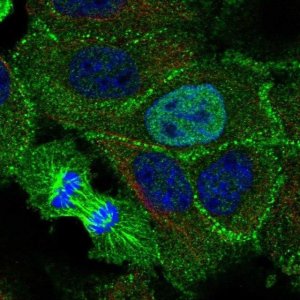 Anti-KDF1 antibody produced in rabbit 