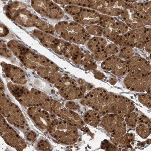 Anti-KDM4E antibody produced in rabbit 