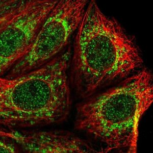 Anti-KIAA0391 antibody produced in rabbit 