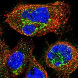 Anti-KIAA0430 antibody produced in rabbit 