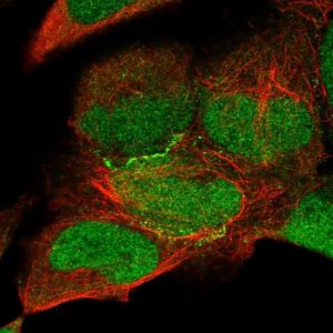 Anti-KIAA0895 antibody produced in rabbit 