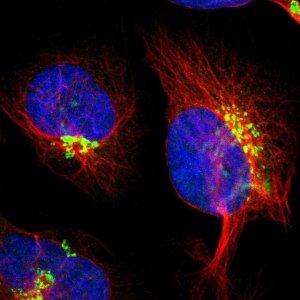 Anti-KIAA1024 antibody produced in rabbit HPA011545-100UL