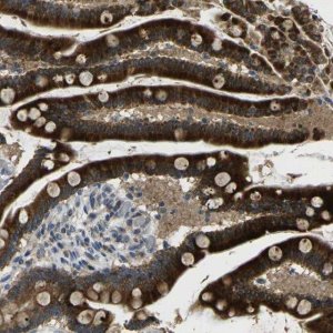 Anti-KIAA1024L antibody produced in rabbit 