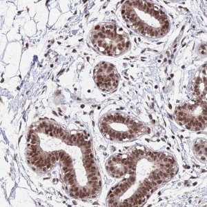 Anti-KIAA1191 antibody produced in rabbit 