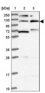 Anti-KIAA1211 antibody produced in rabbit 