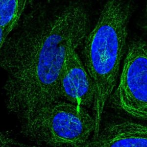 Anti-KIAA1211L antibody produced in rabbit 