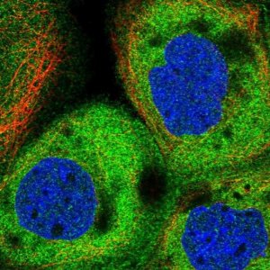 Anti-KIAA1524 antibody produced in rabbit 