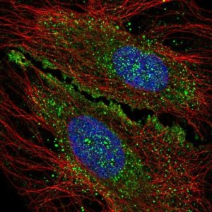 Anti-KIAA1644 antibody produced in rabbit 