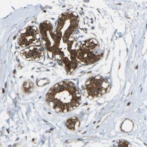 Anti-KIAA1671 antibody produced in rabbit 