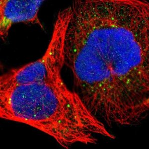 Anti-KIAA2026 antibody produced in rabbit 
