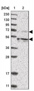 Anti-KIF12 antibody produced in rabbit 
