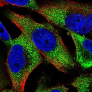 Anti-KIF14 antibody produced in rabbit 