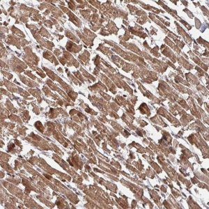 Anti-KIF1C antibody produced in rabbit 