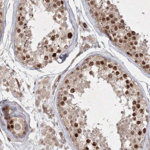 Anti-KIF20A antibody produced in rabbit HPA036909-100UL