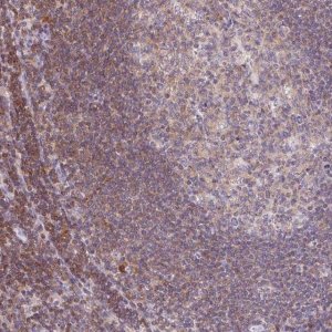 Anti-KIF26A antibody produced in rabbit 