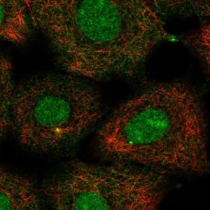 Anti-KIF2A antibody produced in rabbit 