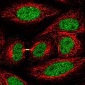 Anti-KIF4A antibody produced in rabbit 