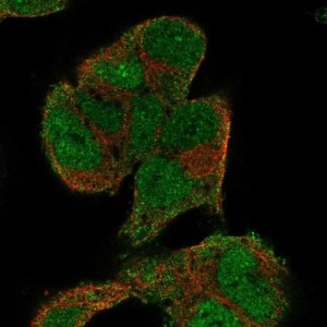 Anti-KIF5A antibody produced in rabbit 