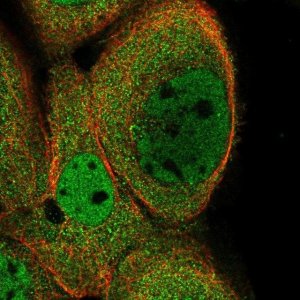 Anti-KIFC2 antibody produced in rabbit 