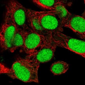 Anti-KIN antibody produced in rabbit 