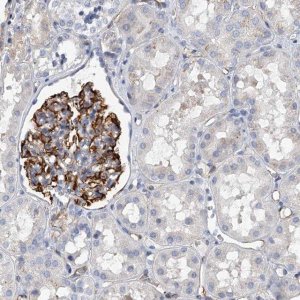 Anti-KIRREL antibody produced in rabbit 