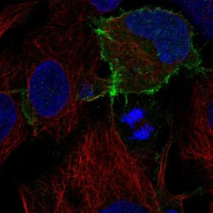 Anti-KIT antibody produced in rabbit 