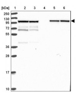 Anti-KLC1 antibody produced in rabbit 