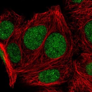 Anti-KLF16 antibody produced in rabbit 