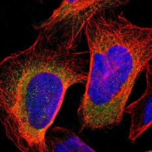 Anti-KLHDC8B antibody produced in rabbit HPA008463-100UL