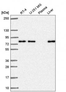Anti-KLHL29 antibody produced in rabbit HPA057379-100UL