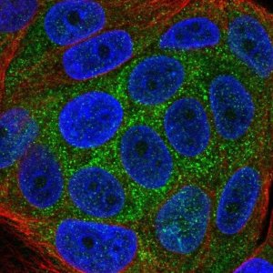 Anti-KLHL36 antibody produced in rabbit 
