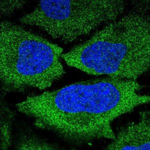 Anti-KLHL9 antibody produced in rabbit 