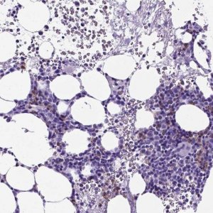 Anti-KLRD1 antibody produced in rabbit 