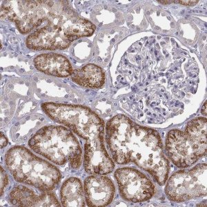 Anti-KMO antibody produced in rabbit 