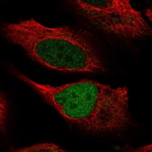 Anti-KMT2C antibody produced in rabbit 