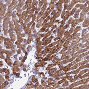Anti-KNCN antibody produced in rabbit 