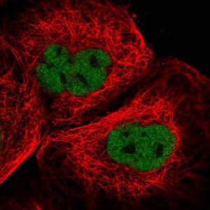Anti-KNL1 antibody produced in rabbit 