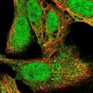 Anti-KPNA1 antibody produced in rabbit HPA063426-100UL