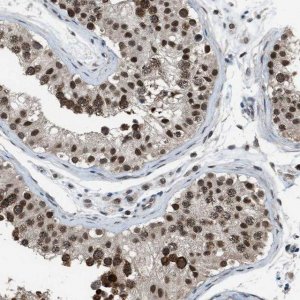 Anti-KPNA6 antibody produced in rabbit 