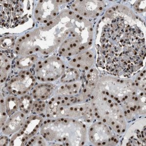 Anti-KPNA6 antibody produced in rabbit 