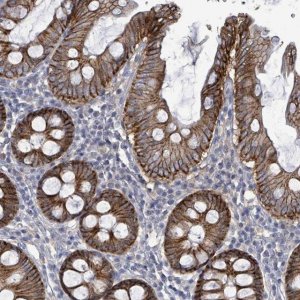 Anti-KRAS antibody produced in rabbit 