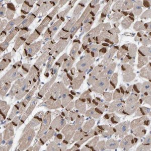 Anti-KRBA2 antibody produced in rabbit 