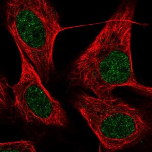 Anti-KRBOX4 antibody produced in rabbit 