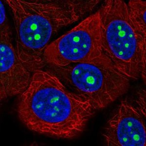 Anti-KRI1 antibody produced in rabbit 