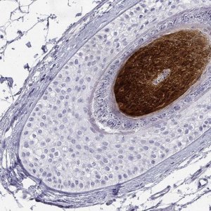 Anti-KRTAP2-4 antibody produced in rabbit 