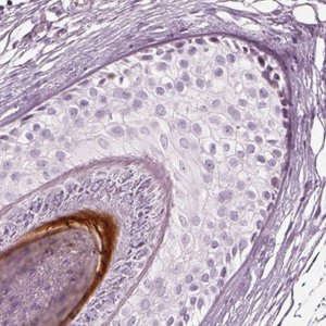 Anti-KRTAP24-1 antibody produced in rabbit 