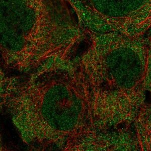 Anti-KRTCAP3 antibody produced in rabbit 