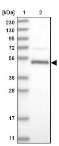 Anti-LACE1 antibody produced in rabbit 